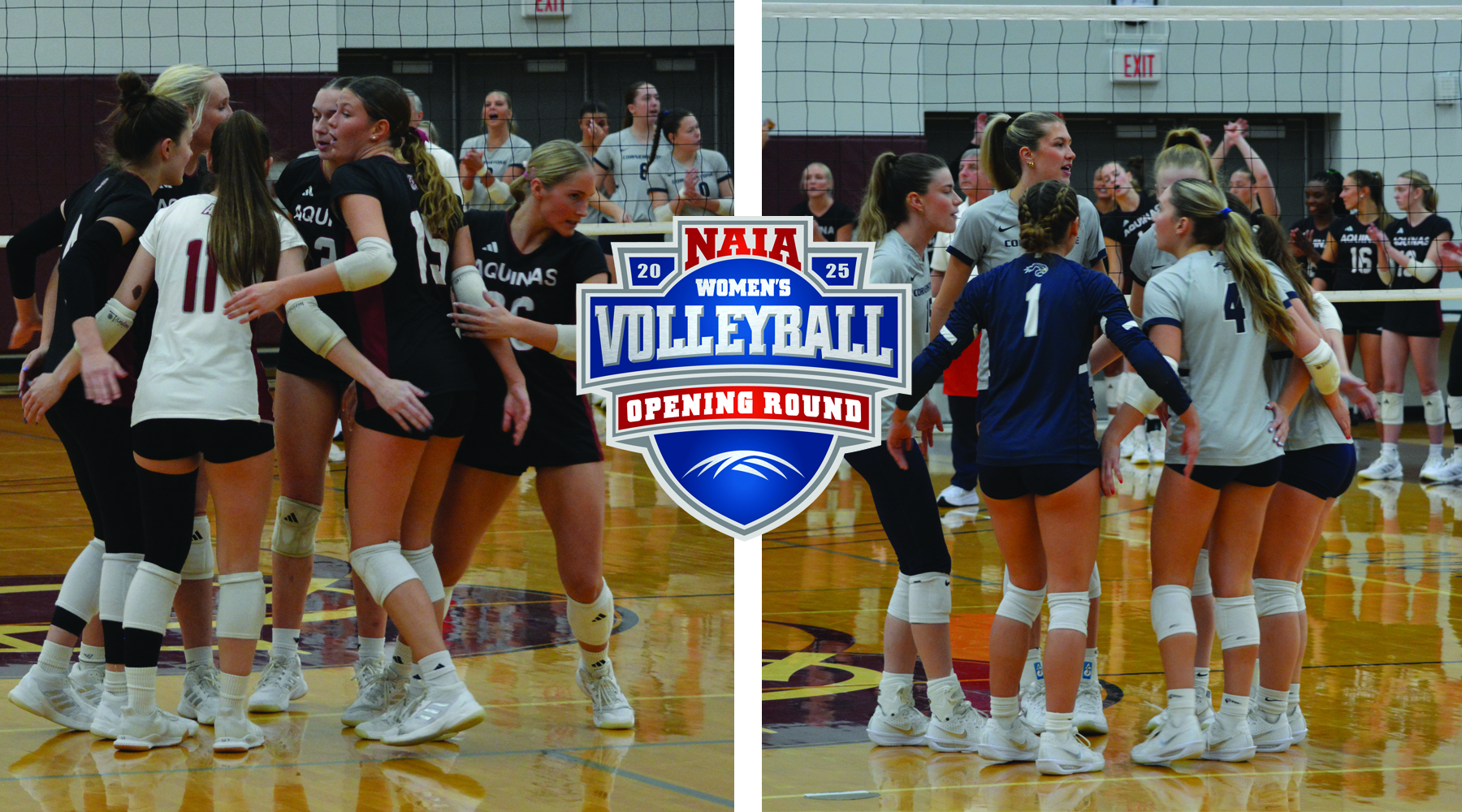 Aquinas and Cornerstone Punch Ticket to NAIA Women's Volleyball Final Site